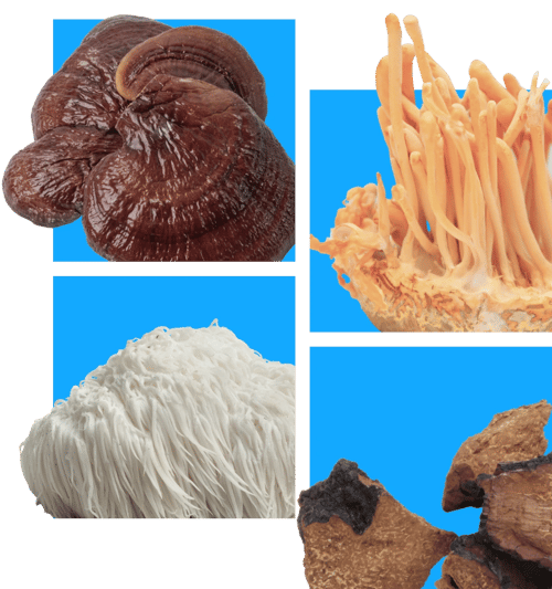 Collagenius Ingredients Mushrooms